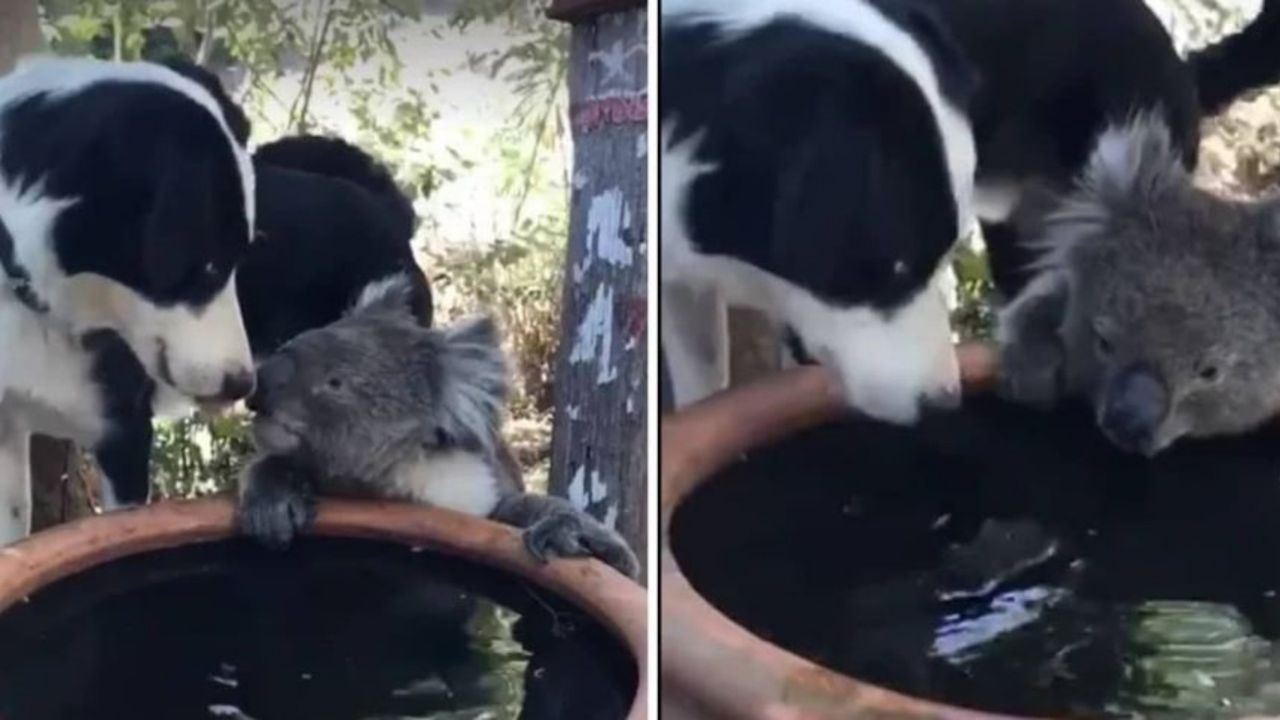 un cane e un koala che bevono