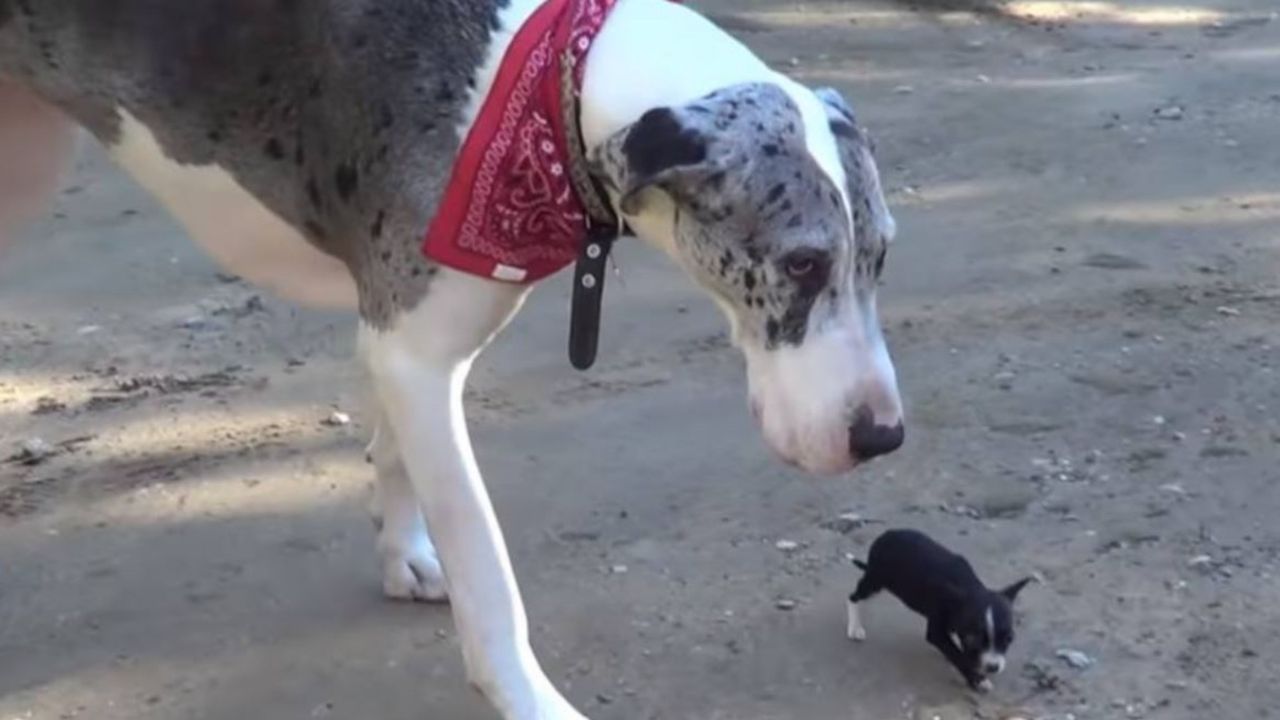 un Alano con un cagnolino