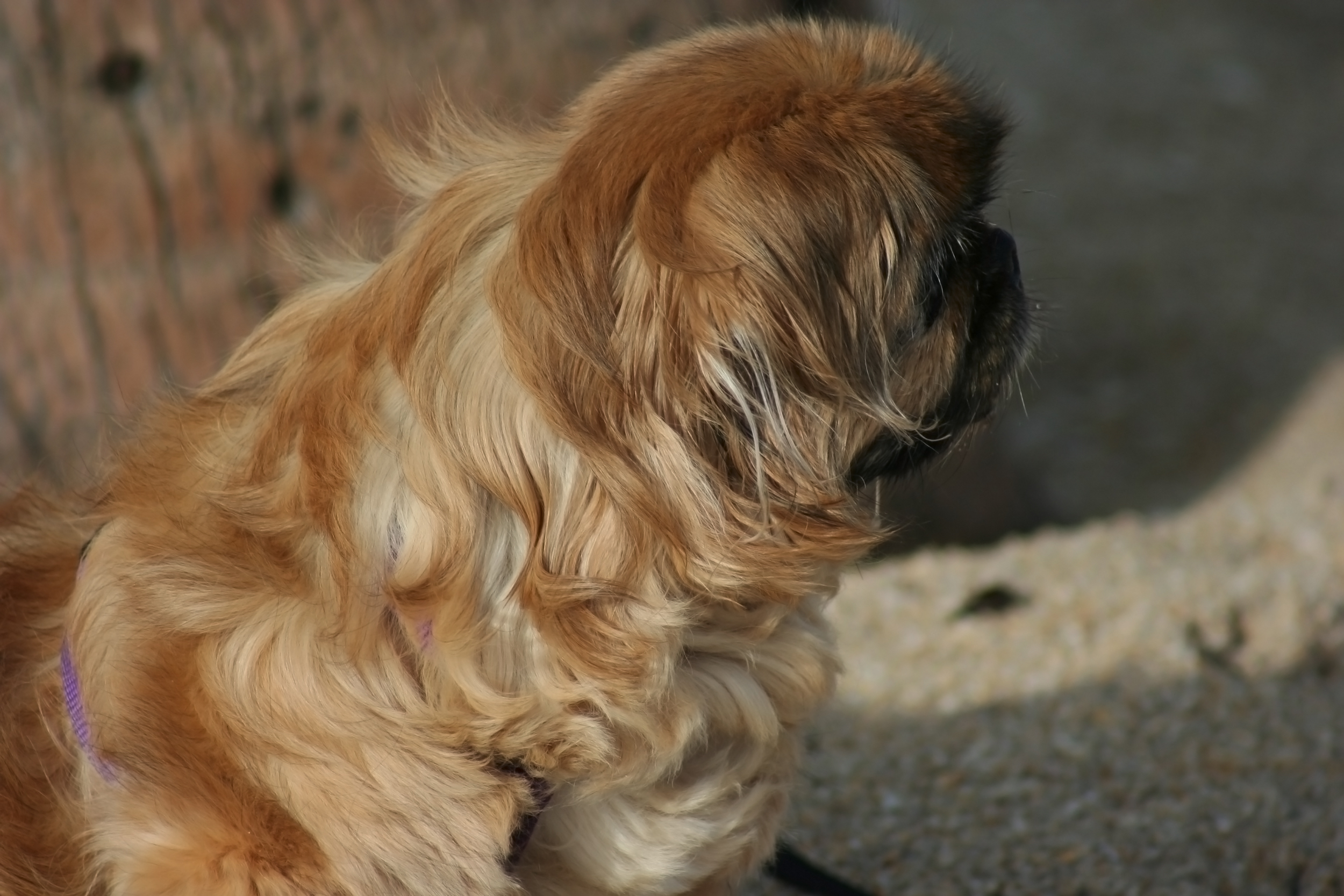 cane pechinese da compagnia