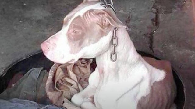 I soccorritori hanno visto oltre le sue cicatrici e hanno trovato un cane con il cuore e l’anima d’oro
