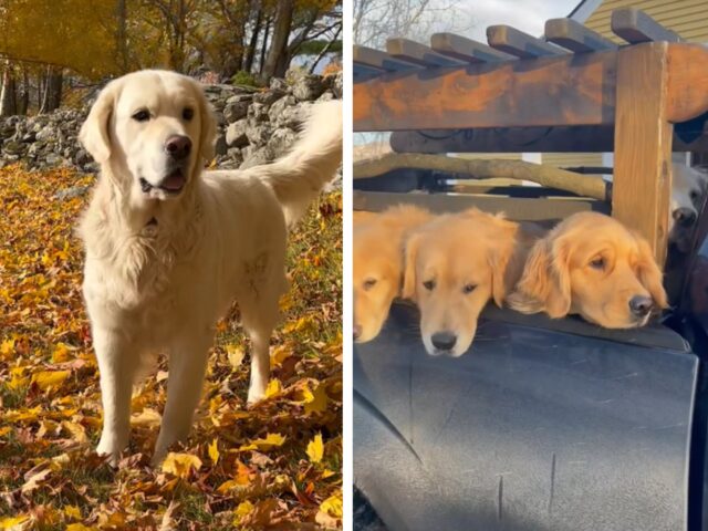 Sì, da qualche parte del mondo c’è una fattoria perfetta per gli amanti dei Golden Retriever