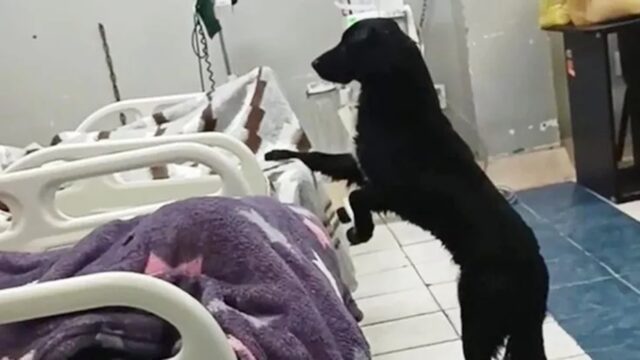 Cane abbandonato dal proprietario che assisteva in ospedale viene adottato: Firulais è triste per il tradimento subito