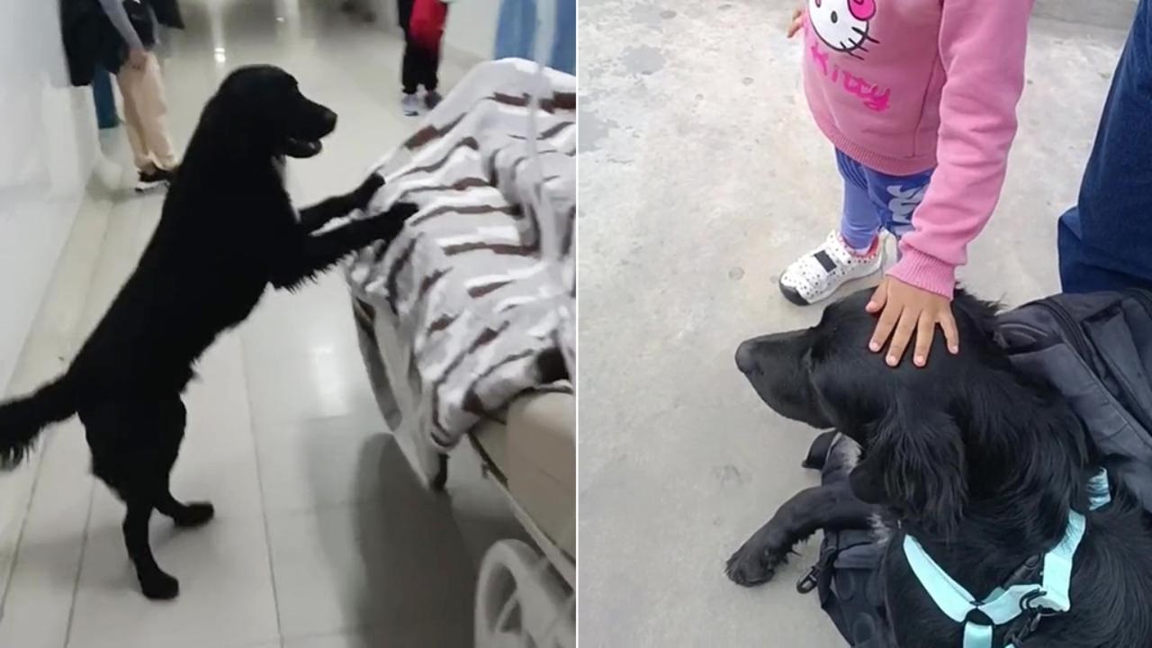 Cane nero in ospedale