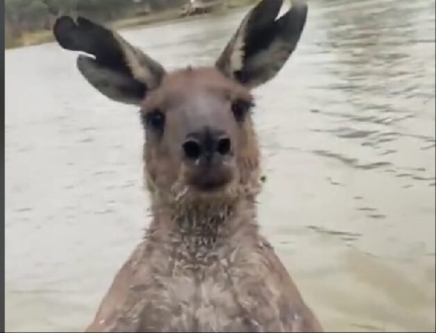 Cane aggredito da un canguro salvato dal suo proprietario che si getta in acqua per aiutarlo