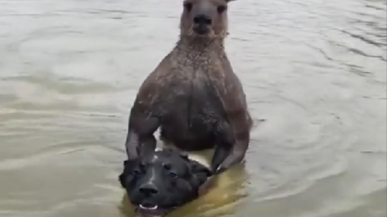 Cane aggredito da un canguro