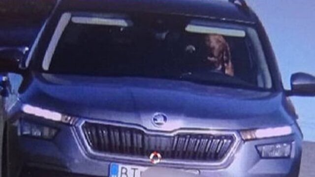 Cane al volante: proprietario multato dalla polizia