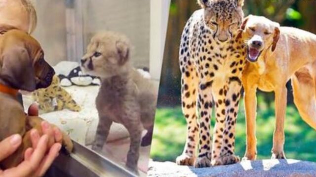 L’incredibile legame tra questo cane e il ghepardo è talmente adorabile da essere commovente