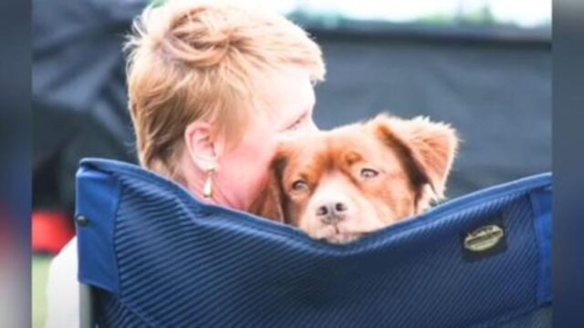 La vedova che ha già passato tanti brutti momenti si rifiuta di lasciare andare il suo cane anziano