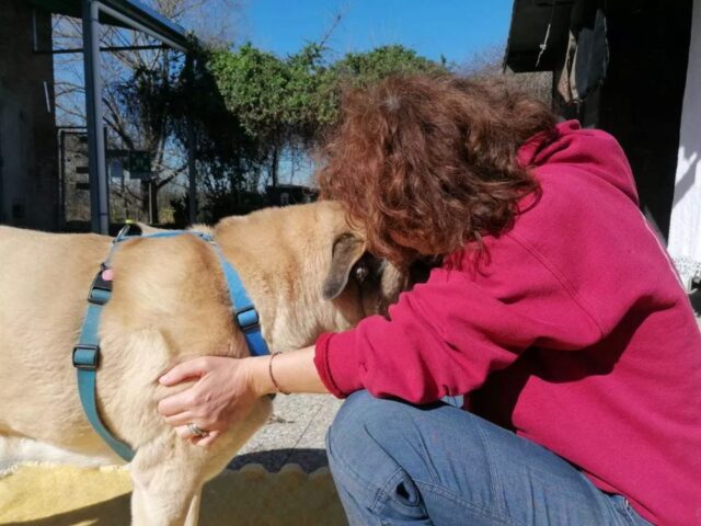 Cane anziano e cieco trova finalmente casa a 11 anni