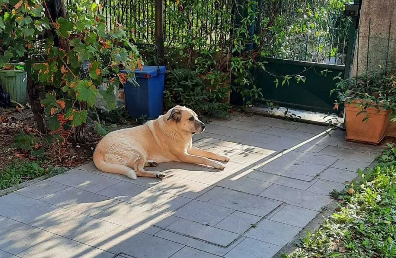 Cane sdraiato in giardino