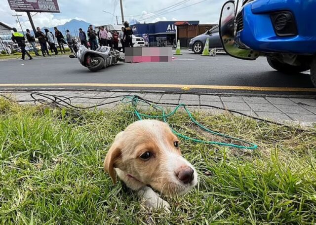 Cane appena adottato perde la proprietaria in un incidente e non vuole abbandonare il suo corpo