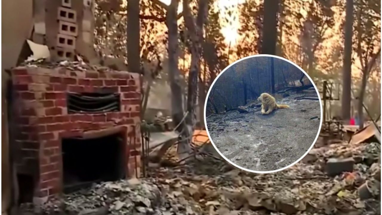 cane aspetta dopo incendio