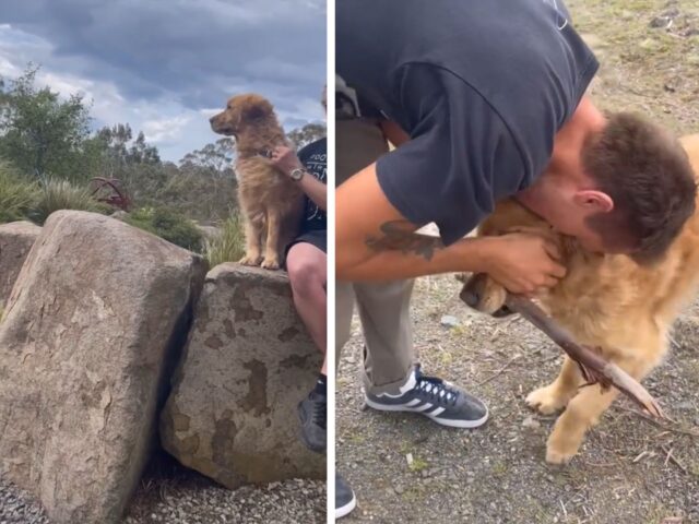 Il ricongiungimento con i padroni dopo ben 7 mesi diventa la cosa più emozionante per questo dolcissimo cane