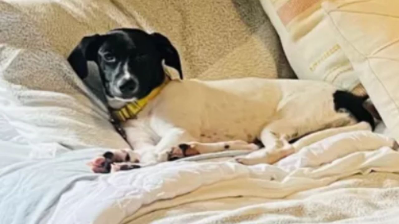 cane appoggiato ad un cuscino