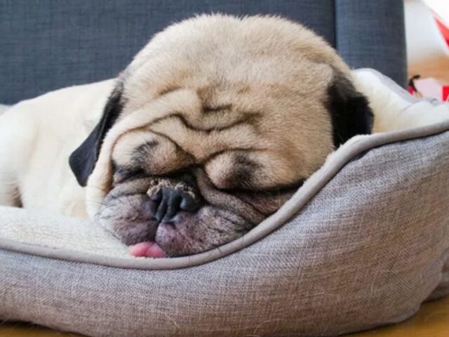 Lo hanno scoperto davvero: questo è il motivo per cui Bulldog e Carlini hanno sempre sonno (e forse non ve lo aspettate)