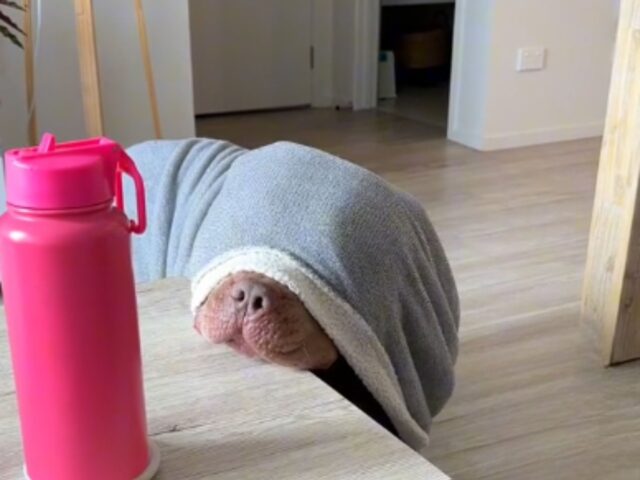 Il cane rimane incastrato nella coperta e la sua reazione lascia di stucco tutti quelli che lo osservano