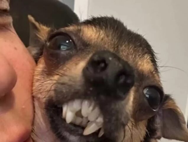 Cane con sorriso da vampiro che passa le giornate a mordicchiare la famiglia umana