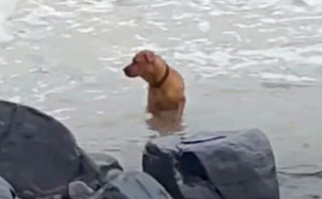 Abbandonato e con il cuore spezzato, ogni giorno questo cane perlustrava il mare in cerca del suo padrone (VIDEO)