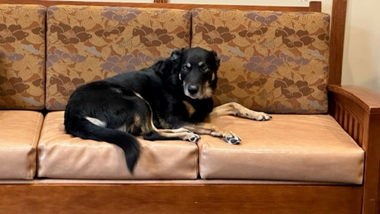 Cane sdraiato sul divano