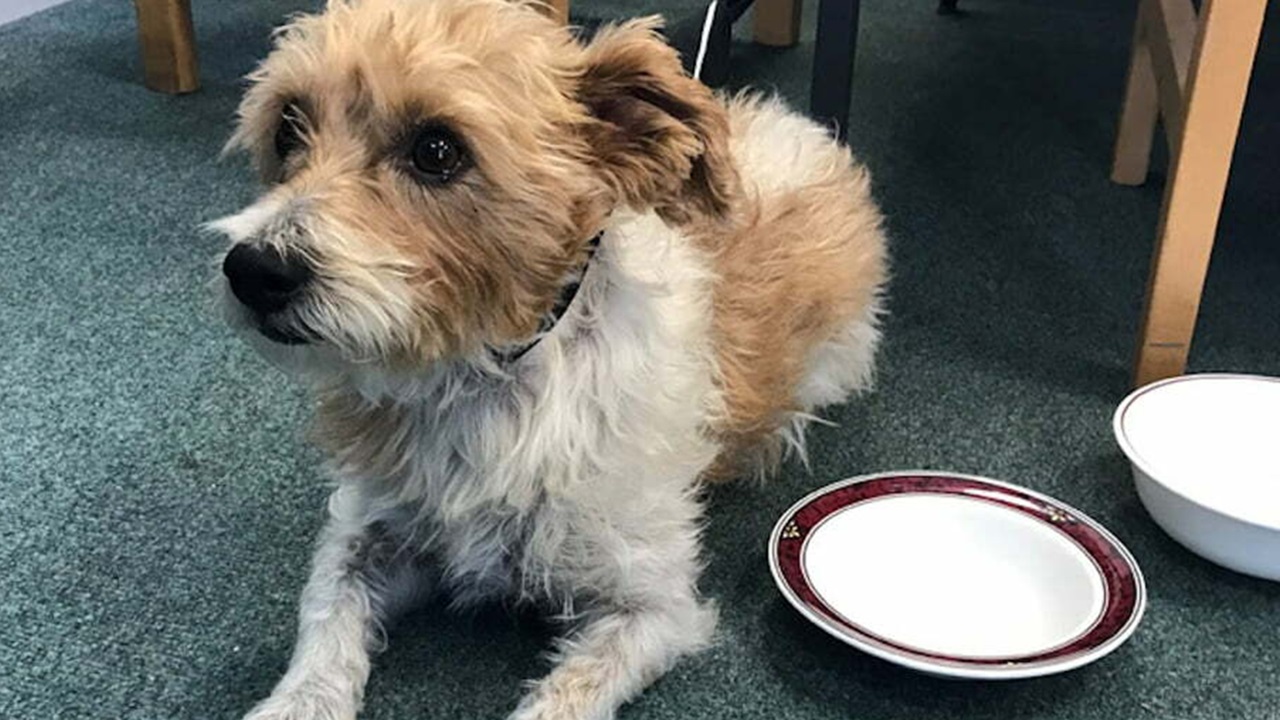 incrocio tra un Jack Russell e un Bichon Frisé