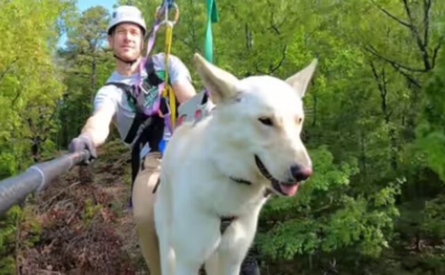 La discesa spericolata di questo cane e del suo amico umano sono la cosa più bella che vedrete oggi (VIDEO)