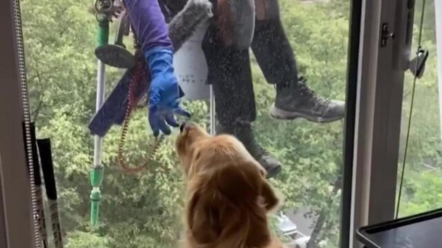 Cane fa amicizia con un lavavetri acrobatico in un grattacielo di New York