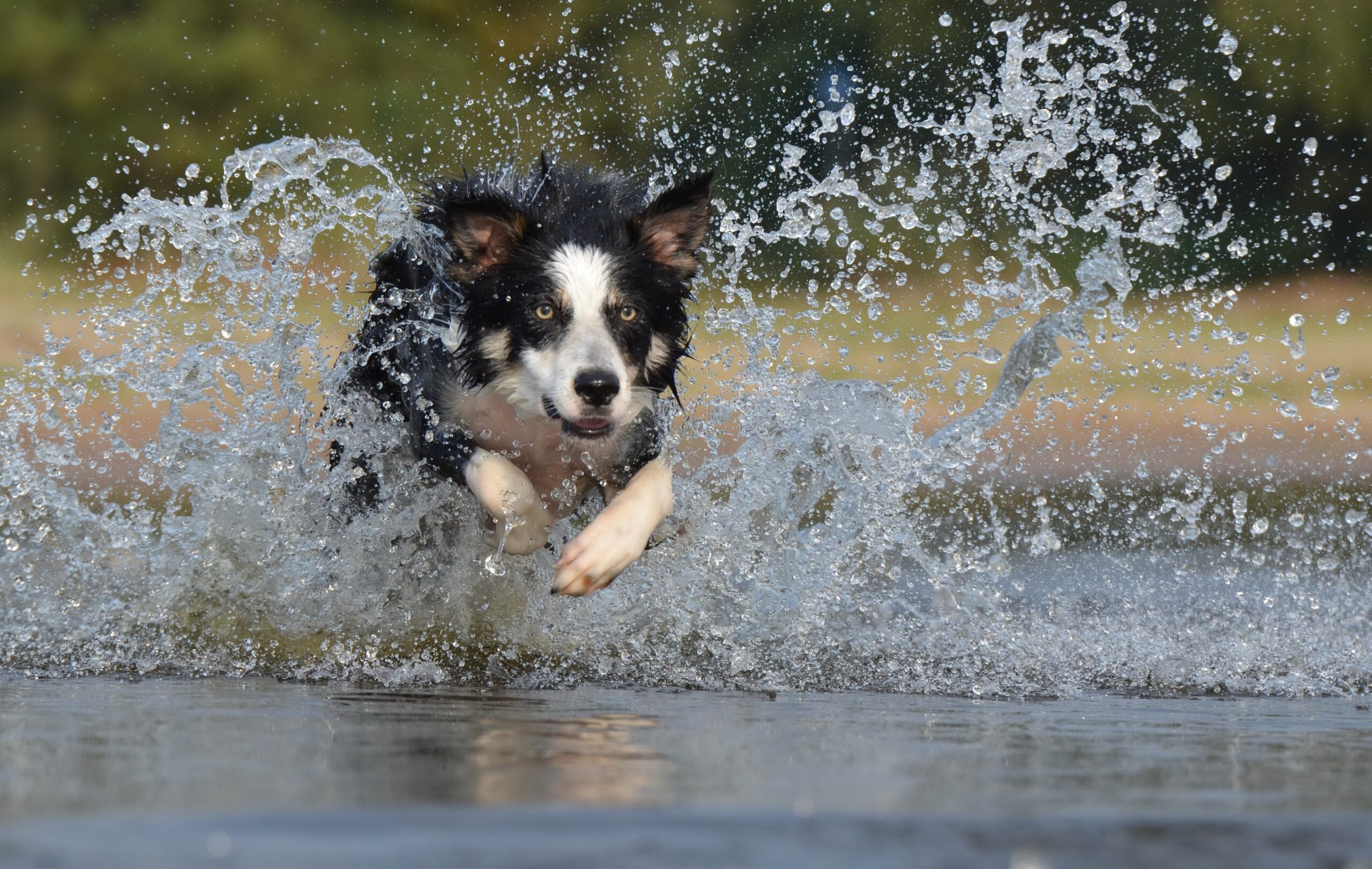 cane che corre