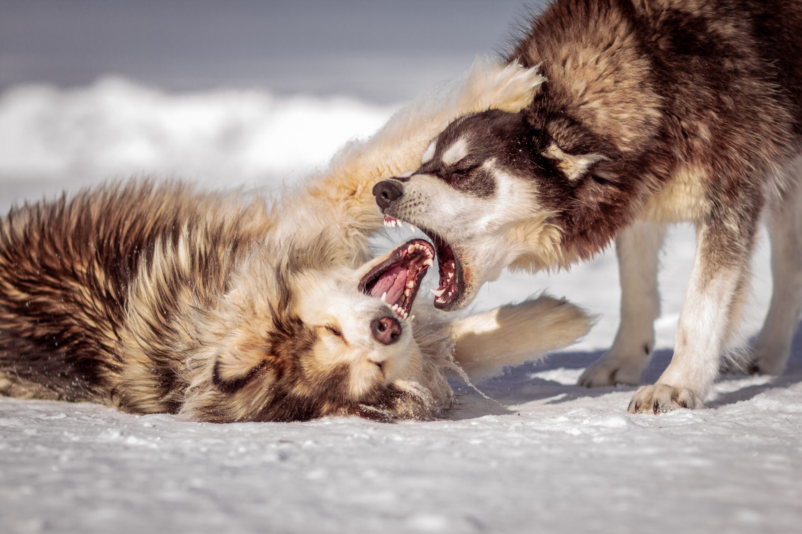 cane aggredisce cane sulla neve