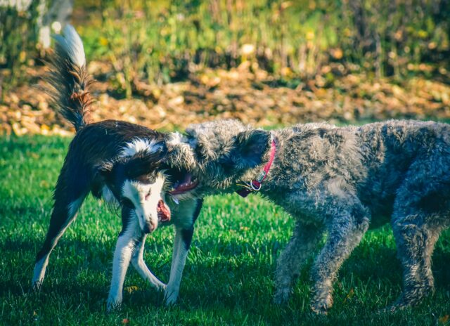 Perché il cane fa gli agguati agli altri cani?