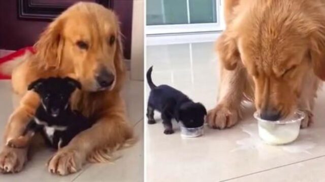 Il Golden Retriever ha preso molto seriamente il suo ruolo di fratello maggiore: si prende cura così del cucciolo