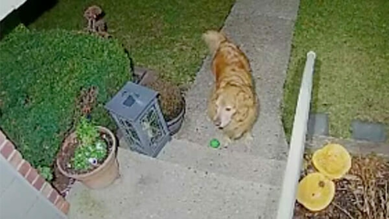 Labrador sul vialetto di casa