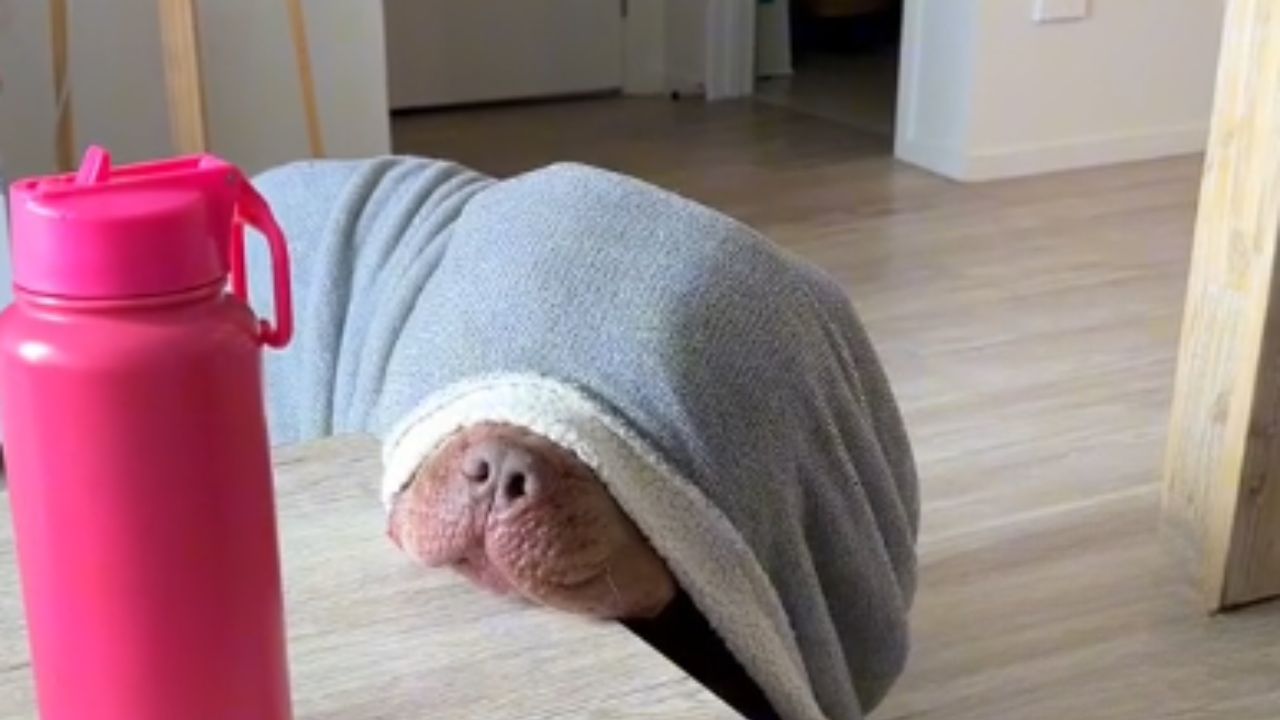 cane con coperta in testa