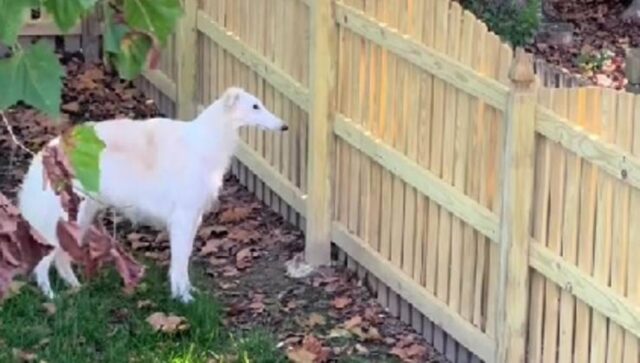 Cane incuriosito dai nuovi vicini di casa, ecco come ha reagito