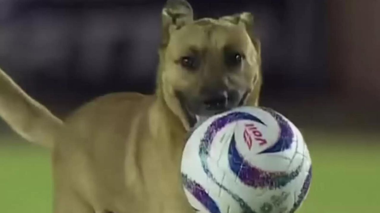 cane interrompe partita di calcio