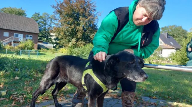 Cane malato abbandonato in aperta campagna con una lettera, la storia di Molly