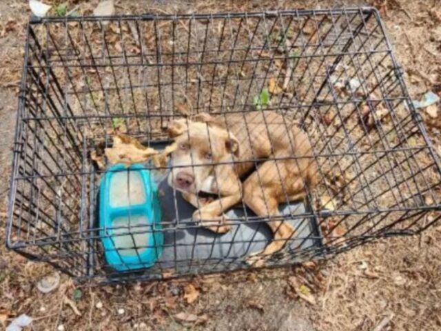 Il cane è stato trovato in una gabbia troppo piccola per lui dopo che il padrone lo ha abbandonato
