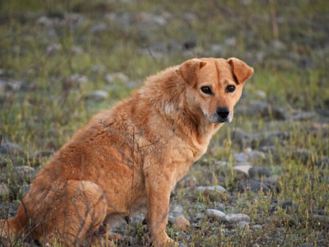 A quanto pare i cani randagi capiscono l’uomo meglio degli altri: lo dice la scienza