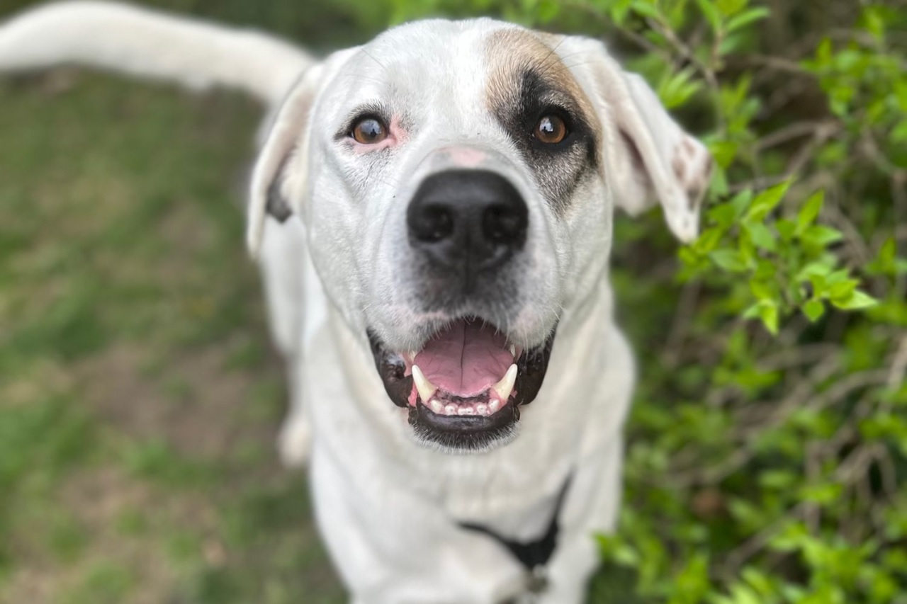 Cane bianco con occhi neri