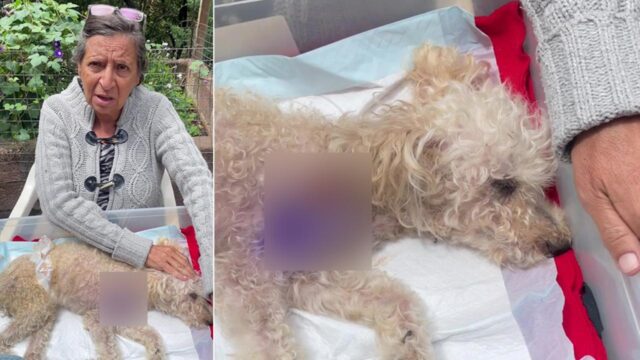 Cane paralizzato per aver salvato la proprietaria da un Pit Bull: Sultan è un eroe