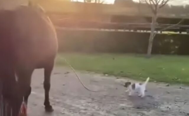 Insieme sempre e comunque: il cane porta il cavallo a fare una passeggiata e la loro intesa è vincente (VIDEO)