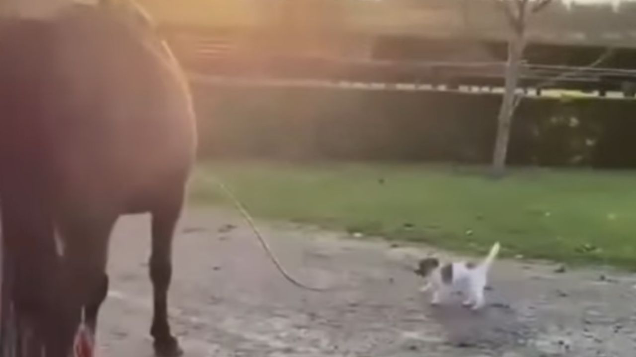 cane e equino