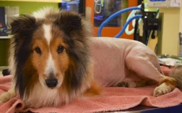Il veterinario stava già preparando il cane per l’eutanasia, ma poi fa una scoperta che cambia tutto