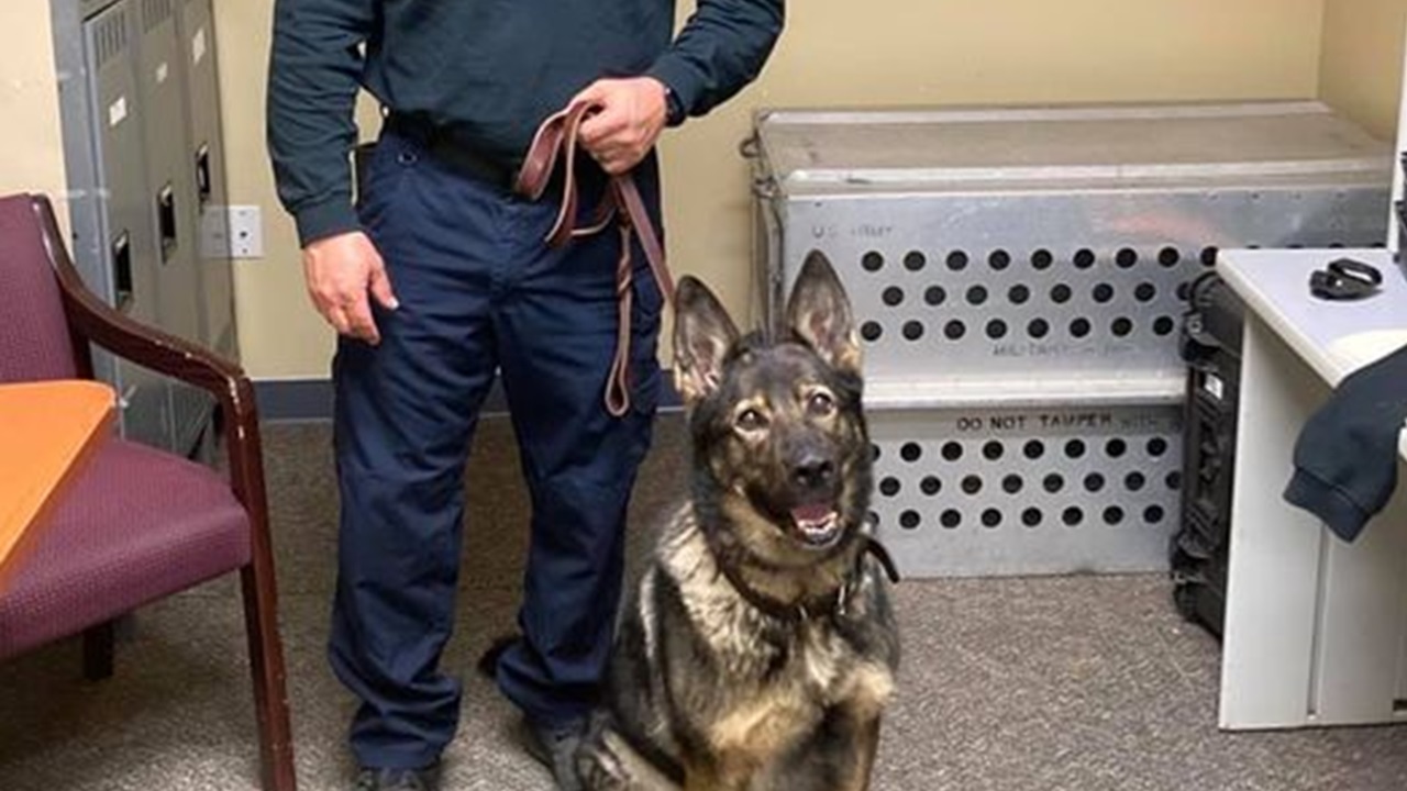 Cane poliziotto con l'agente