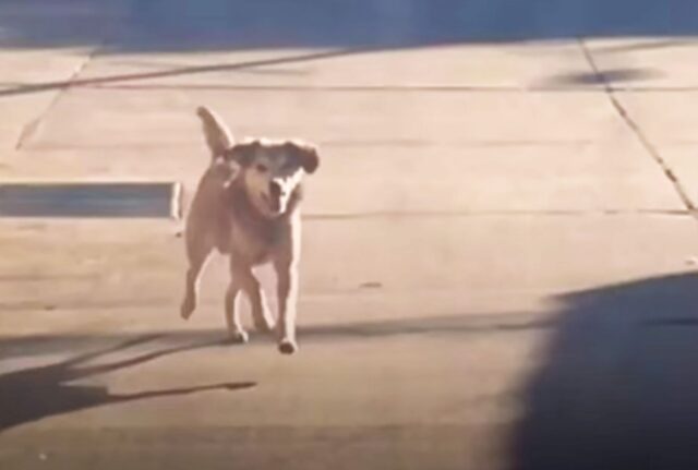 Il cane randagio si fa strada in mezzo al traffico per raggiungerla, ma con il cuore spezzato la donna va via