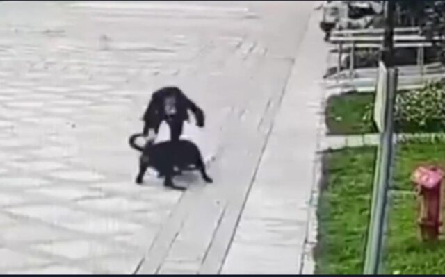 Cane randagio aggredisce una bimba in Cina