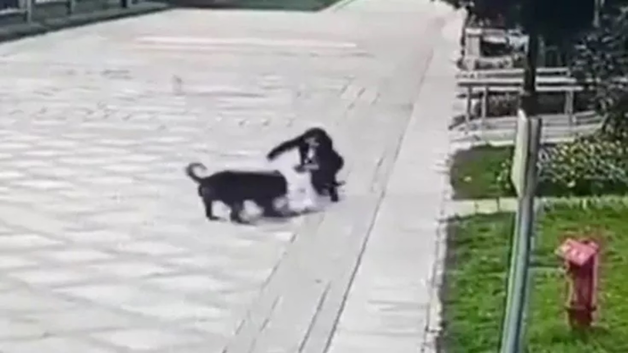 Cane randagio aggredisce una bimba in Cina
