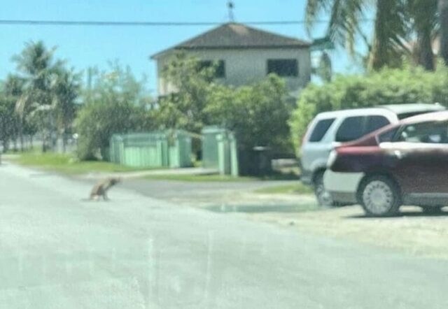 Cane randagio ferito si è trascinato dopo essere stato investito da un’auto, per mettersi in salvo