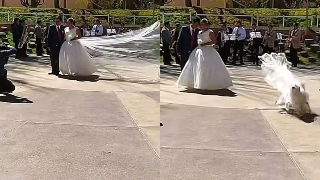 cane ruba velo alla sposa