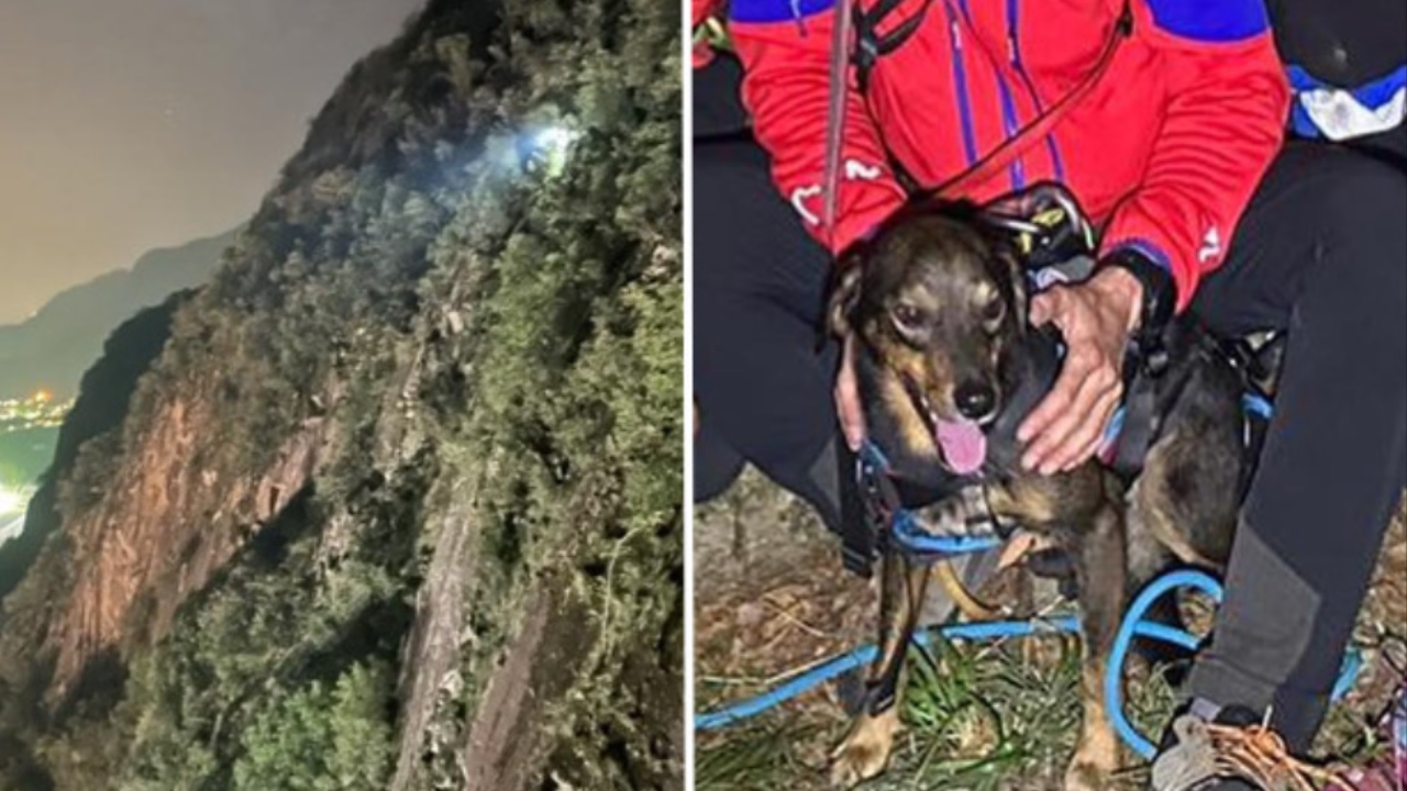Cane salvato in montagna