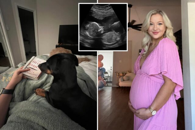 Cane scopre la gravidanza prima della proprietaria: ecco come ha fatto Freddie